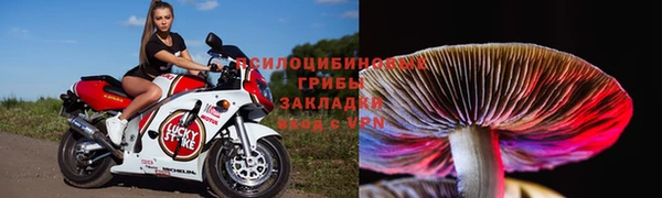молекула духа Богданович